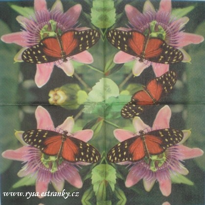 motýlci 19.jpg